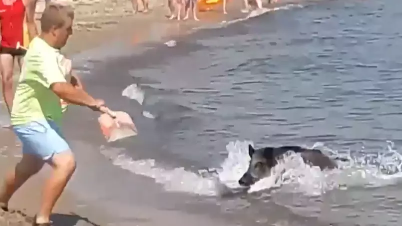 Wild Boar Swims To Beach Shore And Scares Sunbathers
