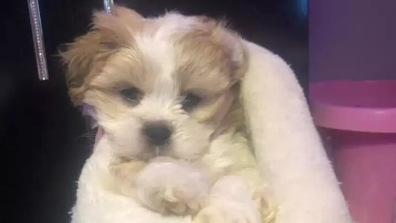 Teen Says Stranger Found Her Missing Pup And Refuses To Give It Back