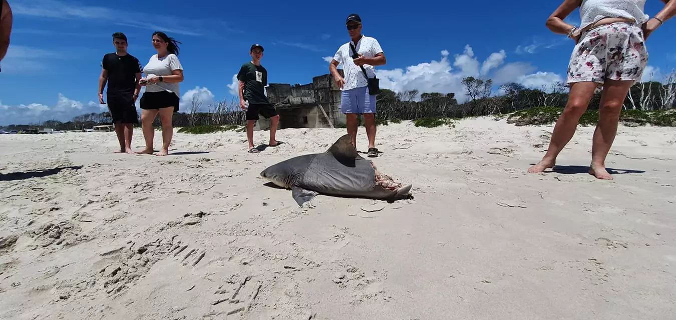 Tourists came across the dead shark during a tour of Birbie Island.