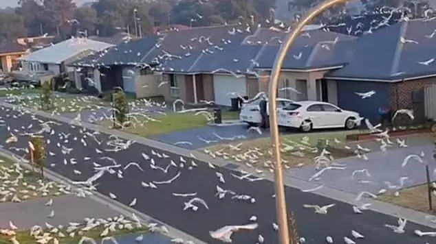 'Birdpocalypse' Hits Aussie Town With Hundreds Of Cockatoos Invading Street