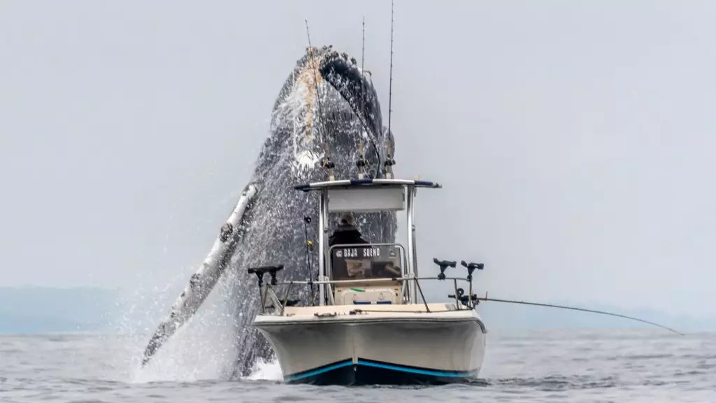 Incredible Footage Shows Humpback Whale Bursting Through The Sea Next To Fishing Boat