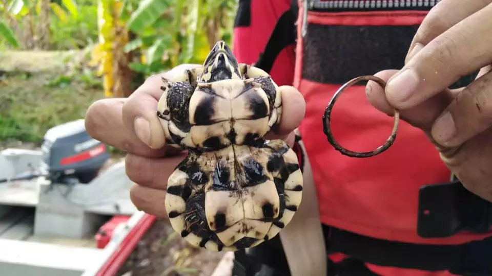 Terrapin Deformed After Growing Up With Elastic Band Around Its Body