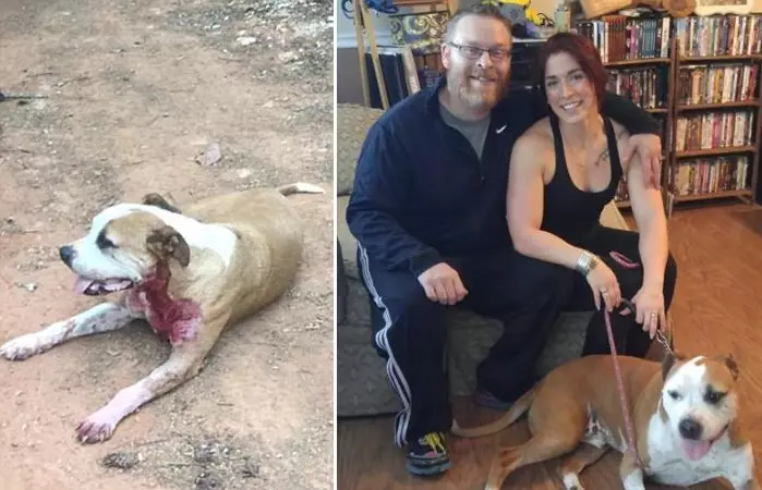 Stray Dog Stabbed Five Times As He Saved Woman Has Finally Found A Home