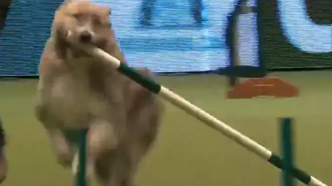 Adorable Rescue Pooch Wins Hearts At Crufts With Disastrous Performance 