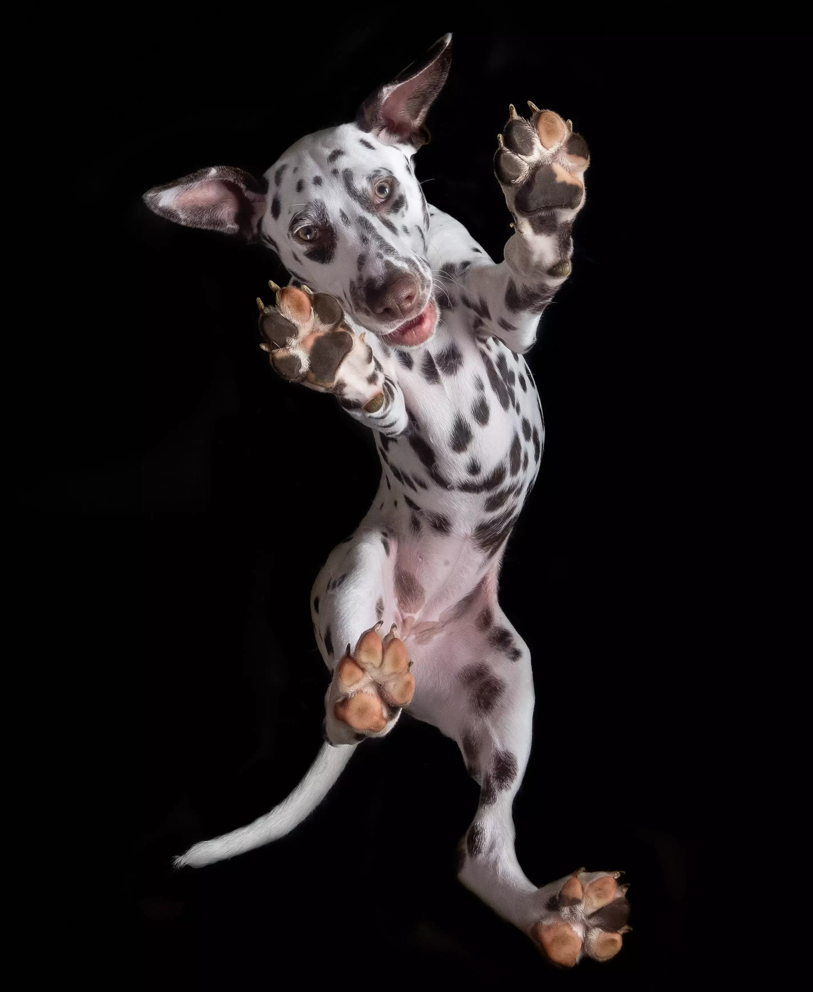 Colin says Dalmatians have such long legs they find it harder to stand on the glass and look down. (