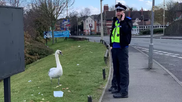 Police Officer Photographed In Real Life Hot Fuzz Moment With Swan