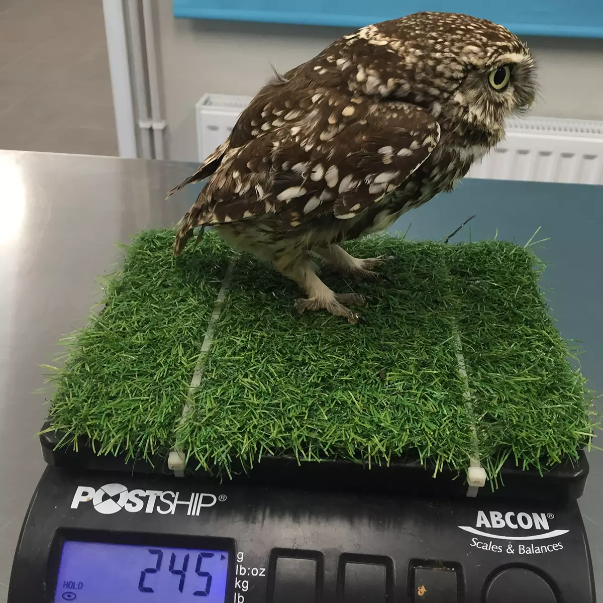 The owl was found to be roughly a third heavier than the average healthy female little owl (
