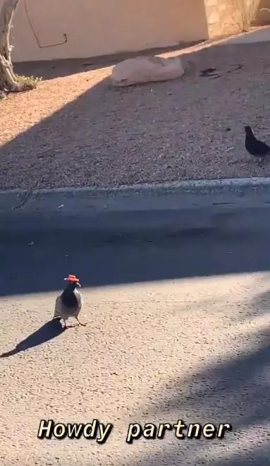 The birds have been spotted around Las Vegas.