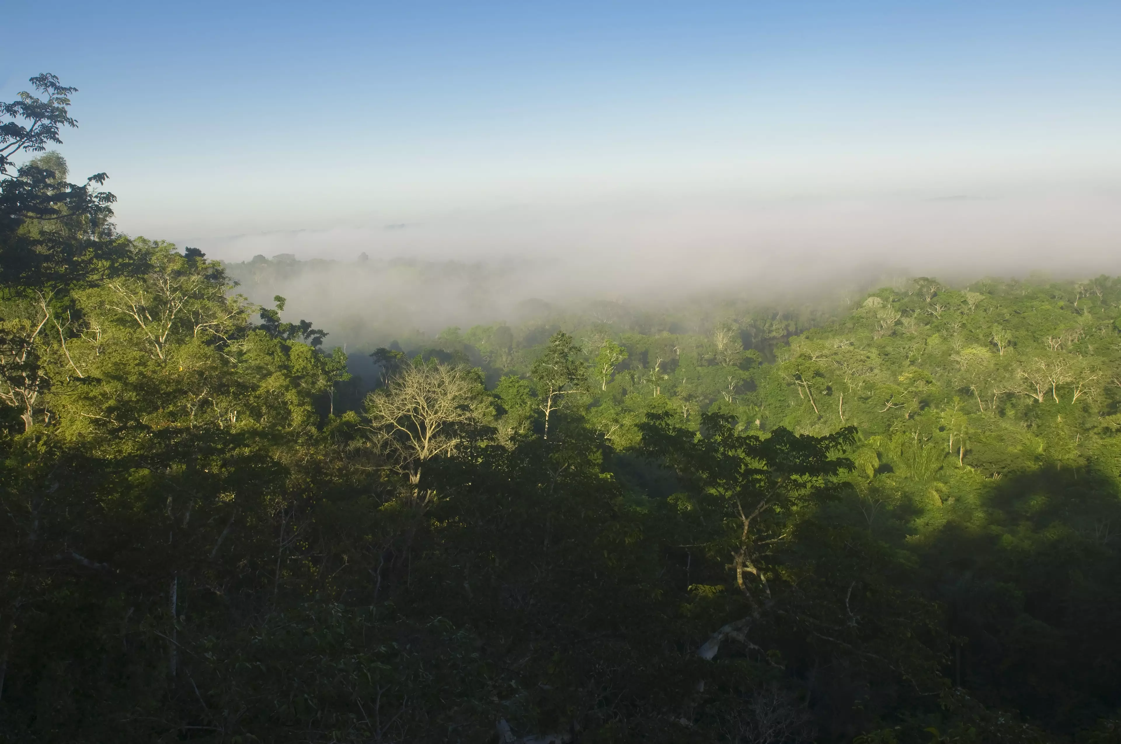 Scientists fear ecosystems like the Amazon could disappear in a matter of years.