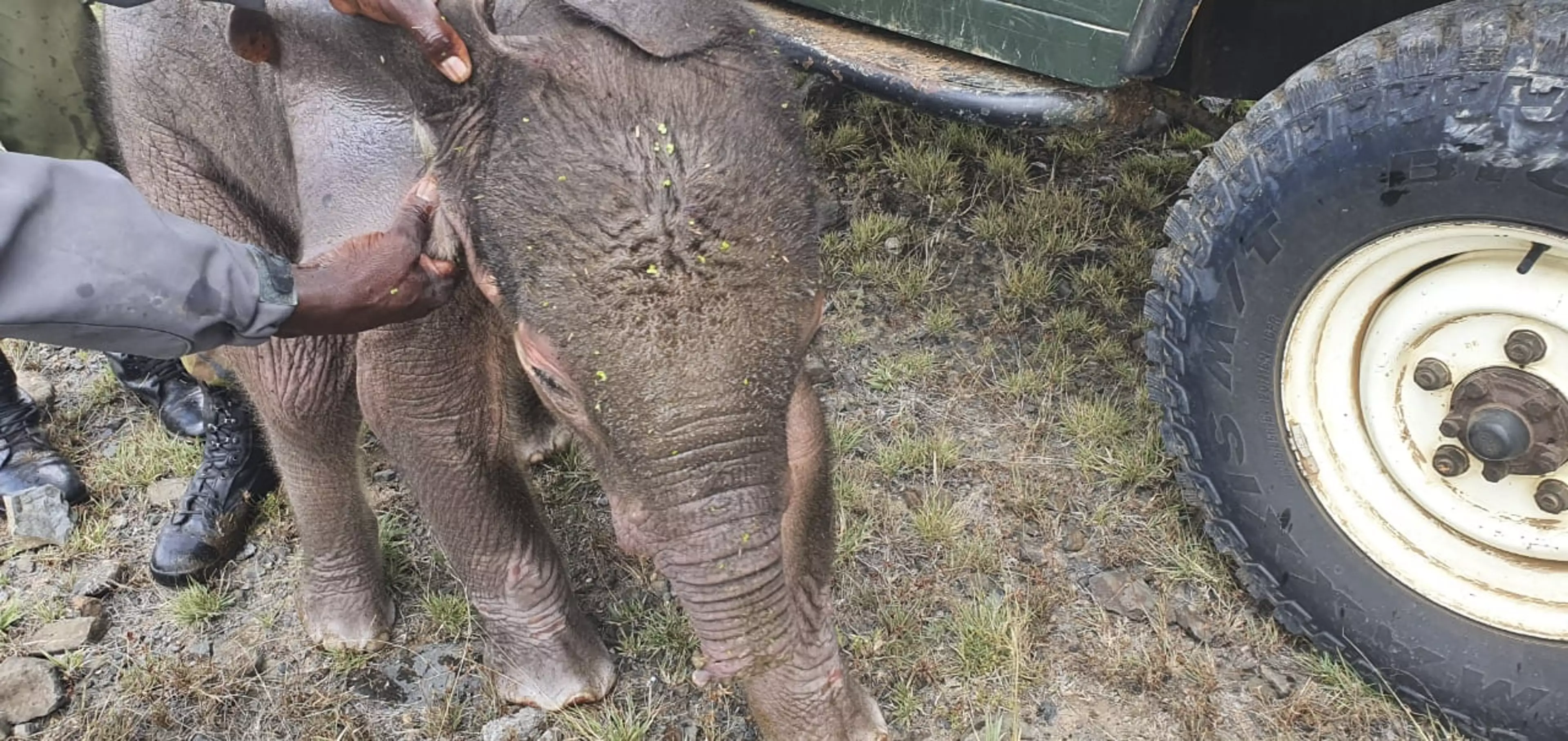 The elephant was rescued by an orphanage.