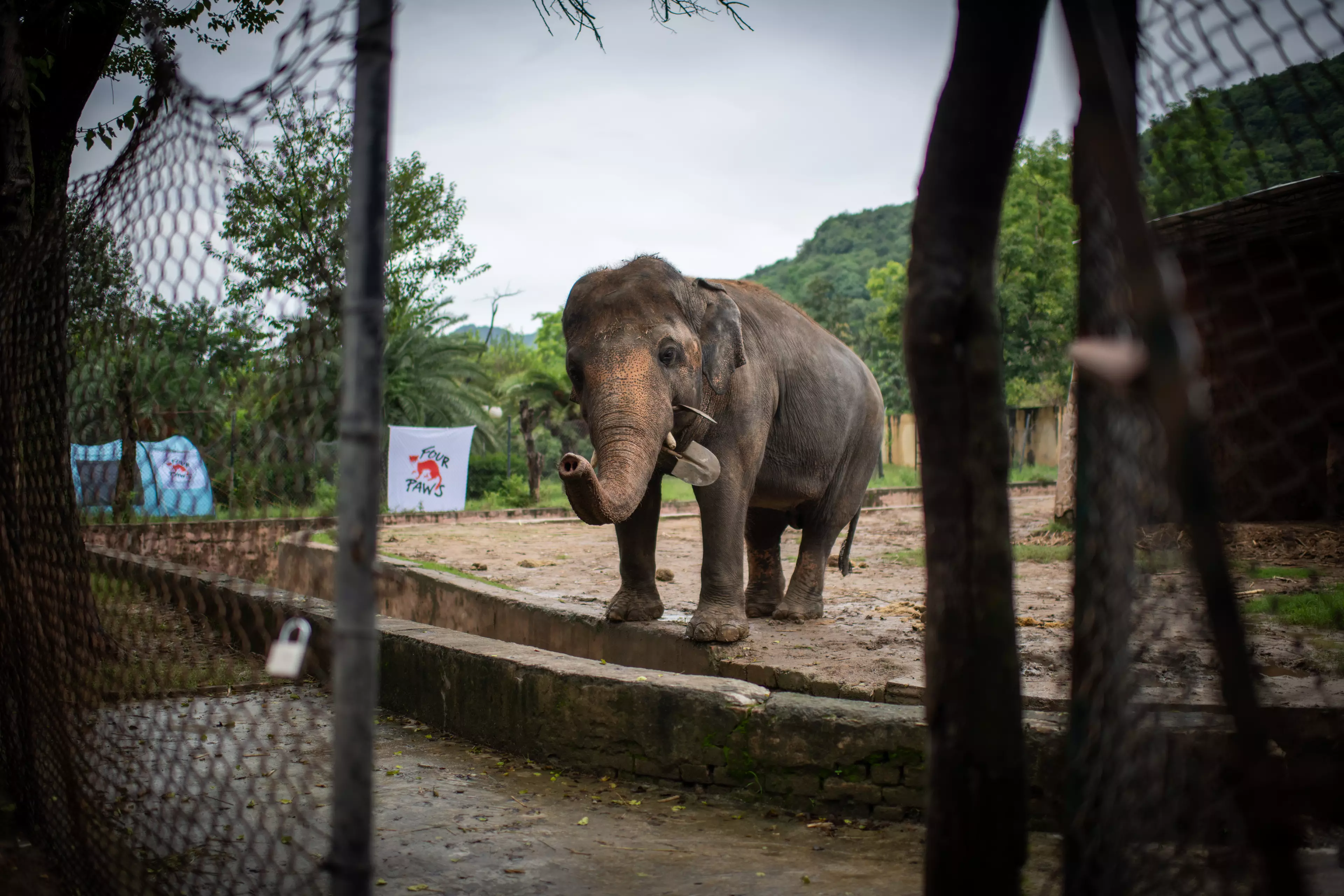 Kaavan had been in the zoo for 35 years (