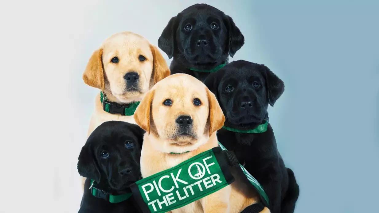 Netflix Adds Documentary About Puppies Training To Become Guide Dogs