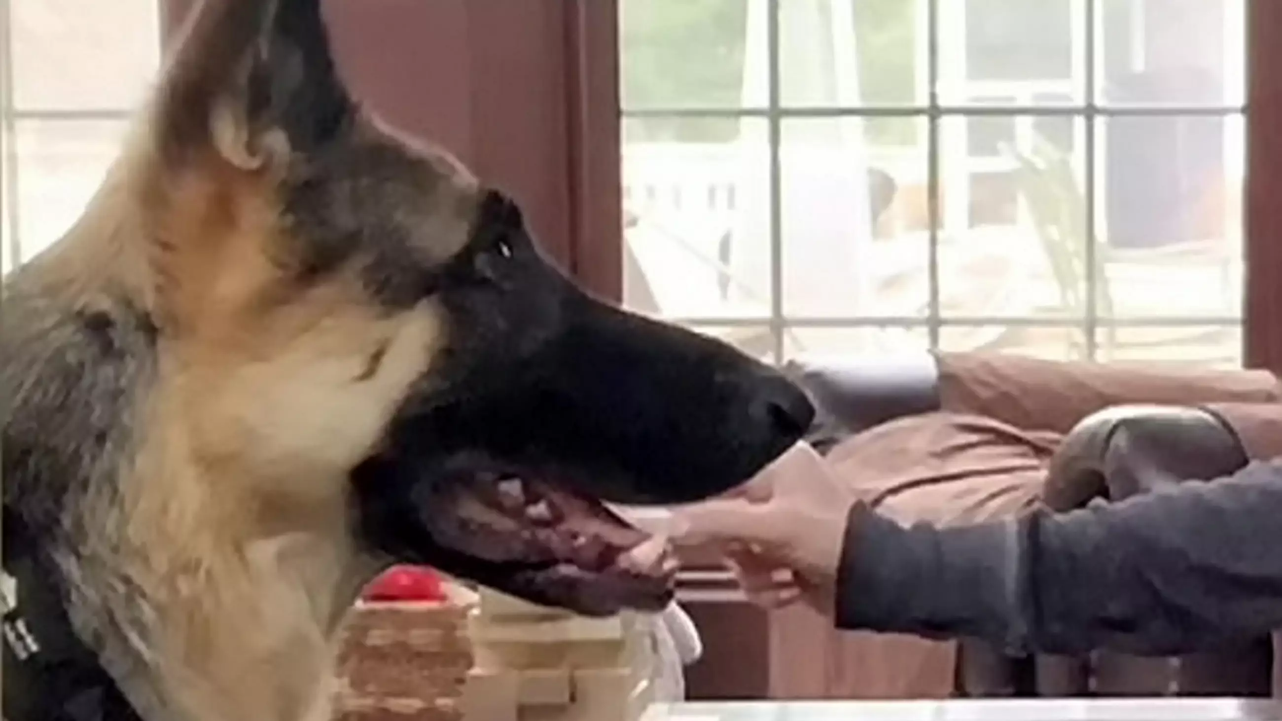 Genius Dog Is Able To Play Jenga With Her Owner