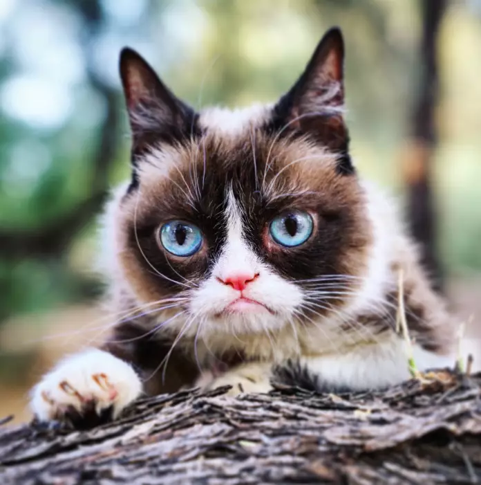 Grumpy Cat was originally called Tardar Sauce.