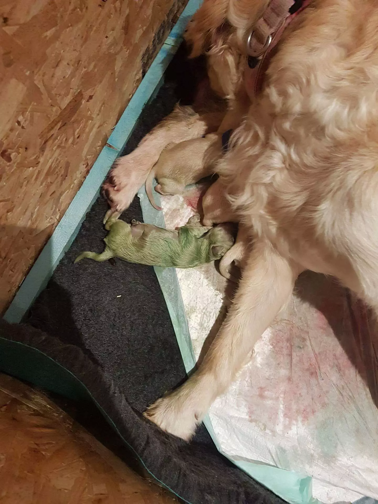 Puppy is born green