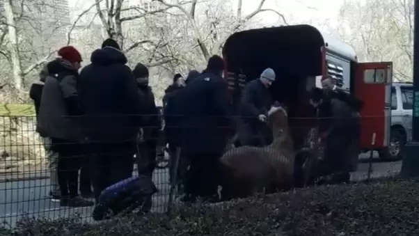 Carriage Pulling Horse Collapses And Dies in New York's Central Park