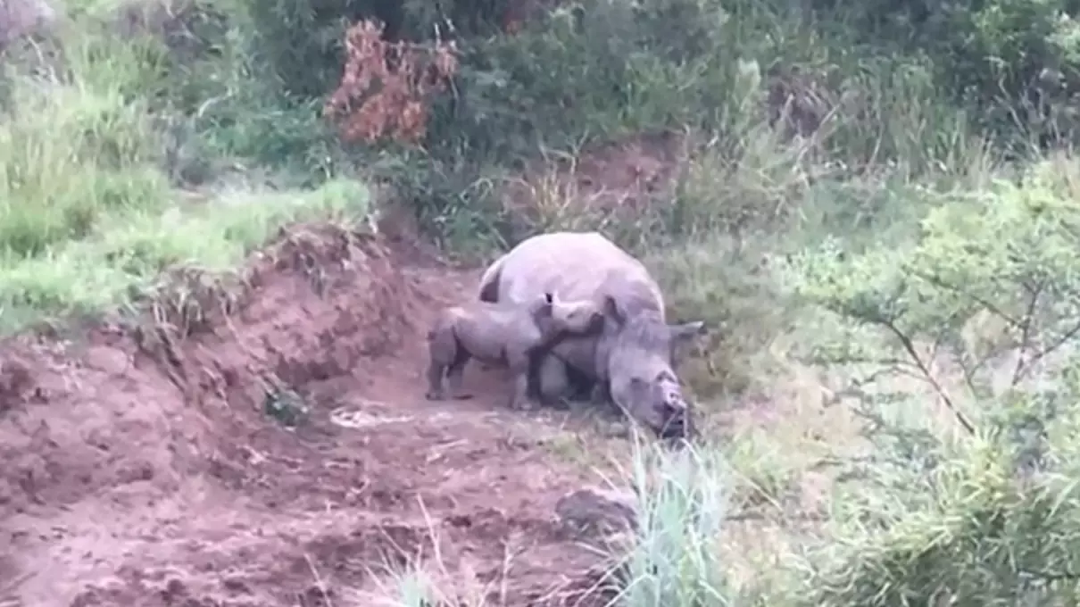 Baby Rhino Tries To Suckle From Poached Mother In Heartbreaking Video