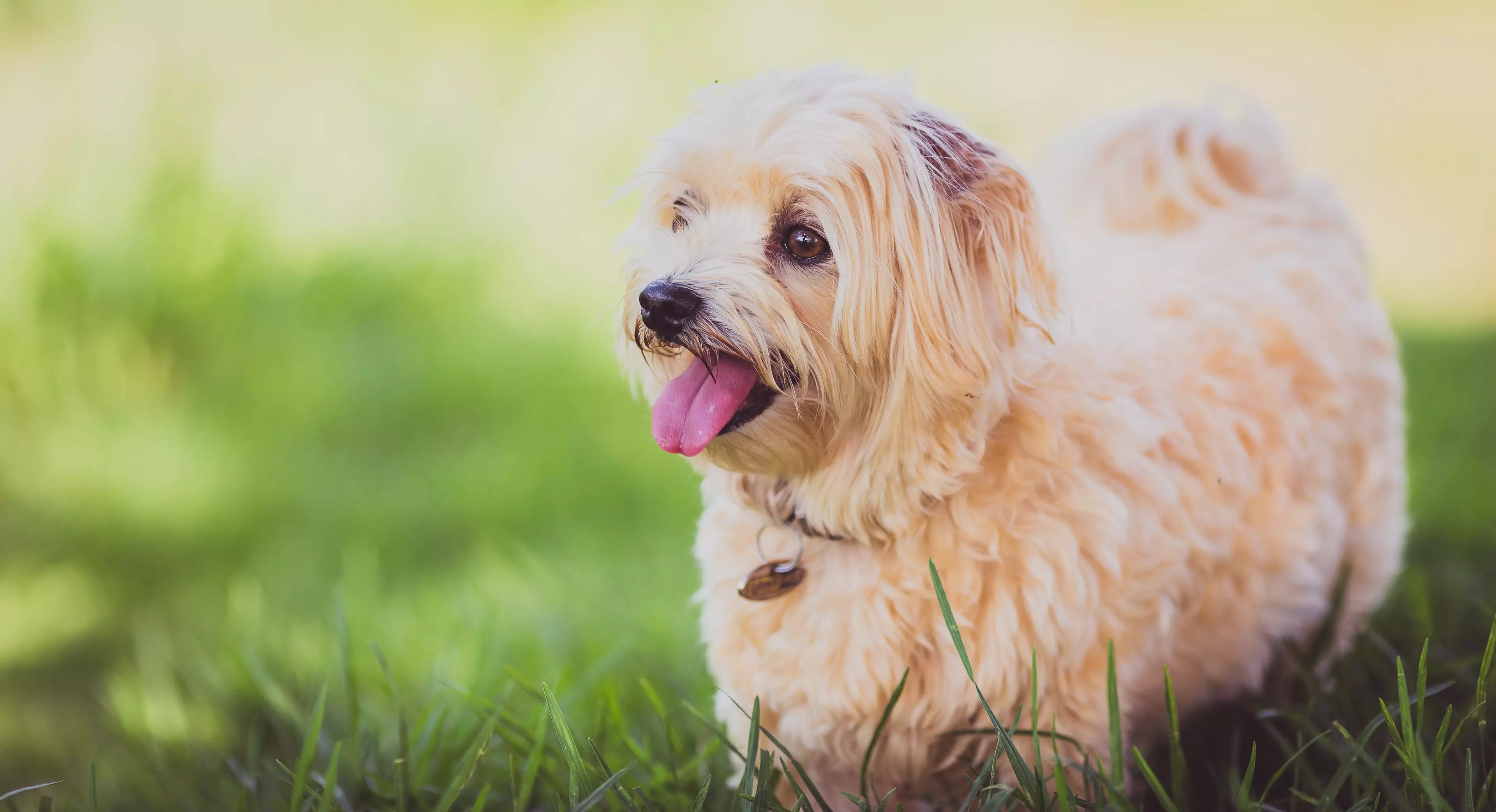 Vets are urging pet owners to be aware of grass seeds this summer (