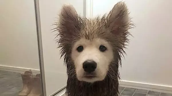 People Can't Believe Samoyed's Transformation Following Muddy Dog Walk