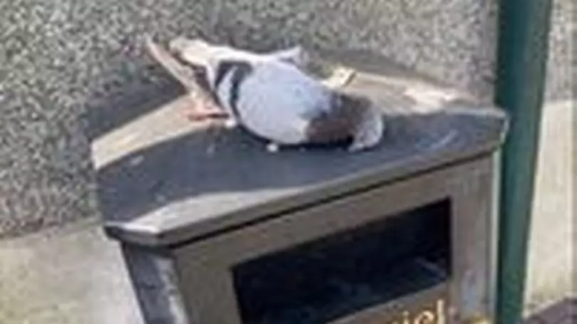 Dead Birds Keep Turning Up In A Welsh Town And No One Knows Why