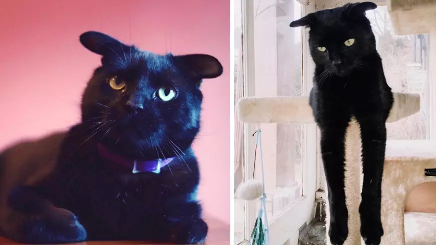 This Cat With Floppy Ears Is The Distraction We All Need Today