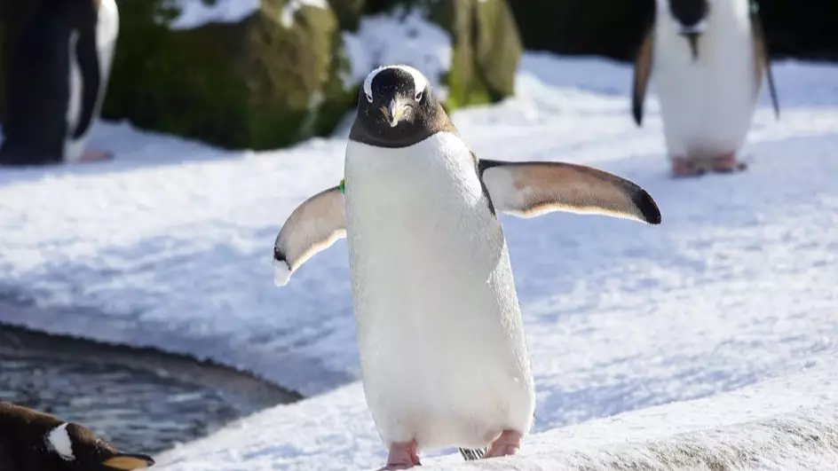 Penguins At Edinburgh Zoo Are Loving The Snow