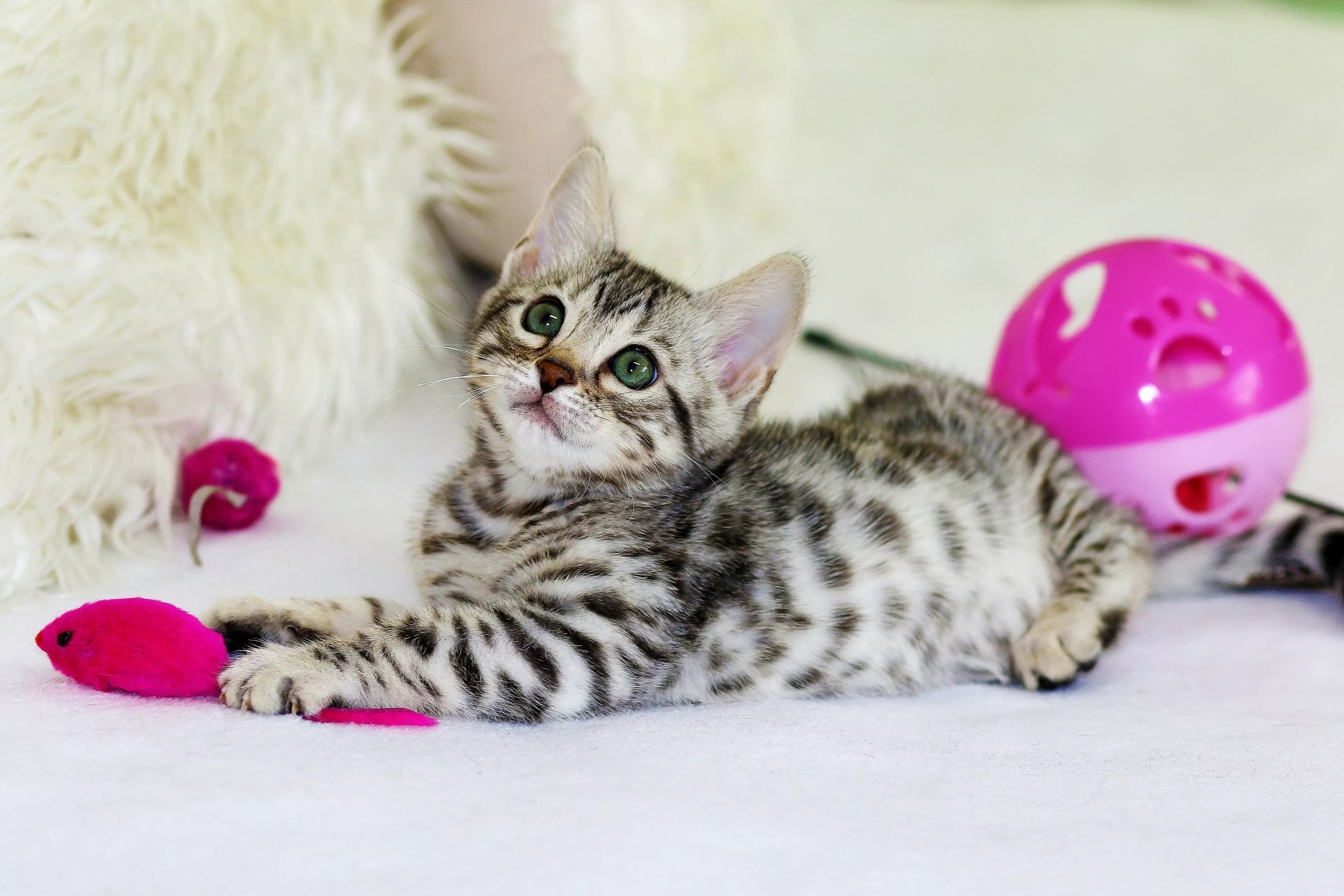 As cute as this kitty is, you probably don't want 17 (