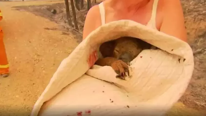 A koala being saved from the fires by a local near Port Macquarie.