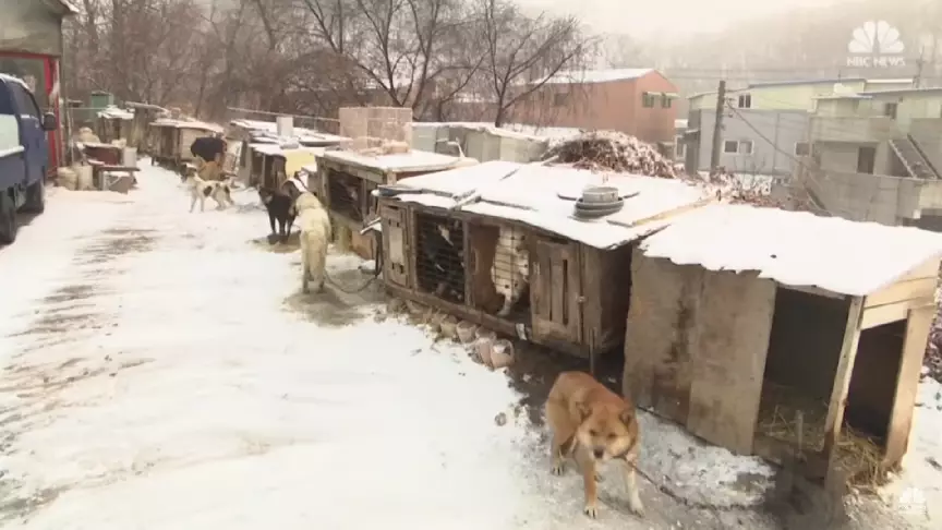 A dog meat farm in South Korea.