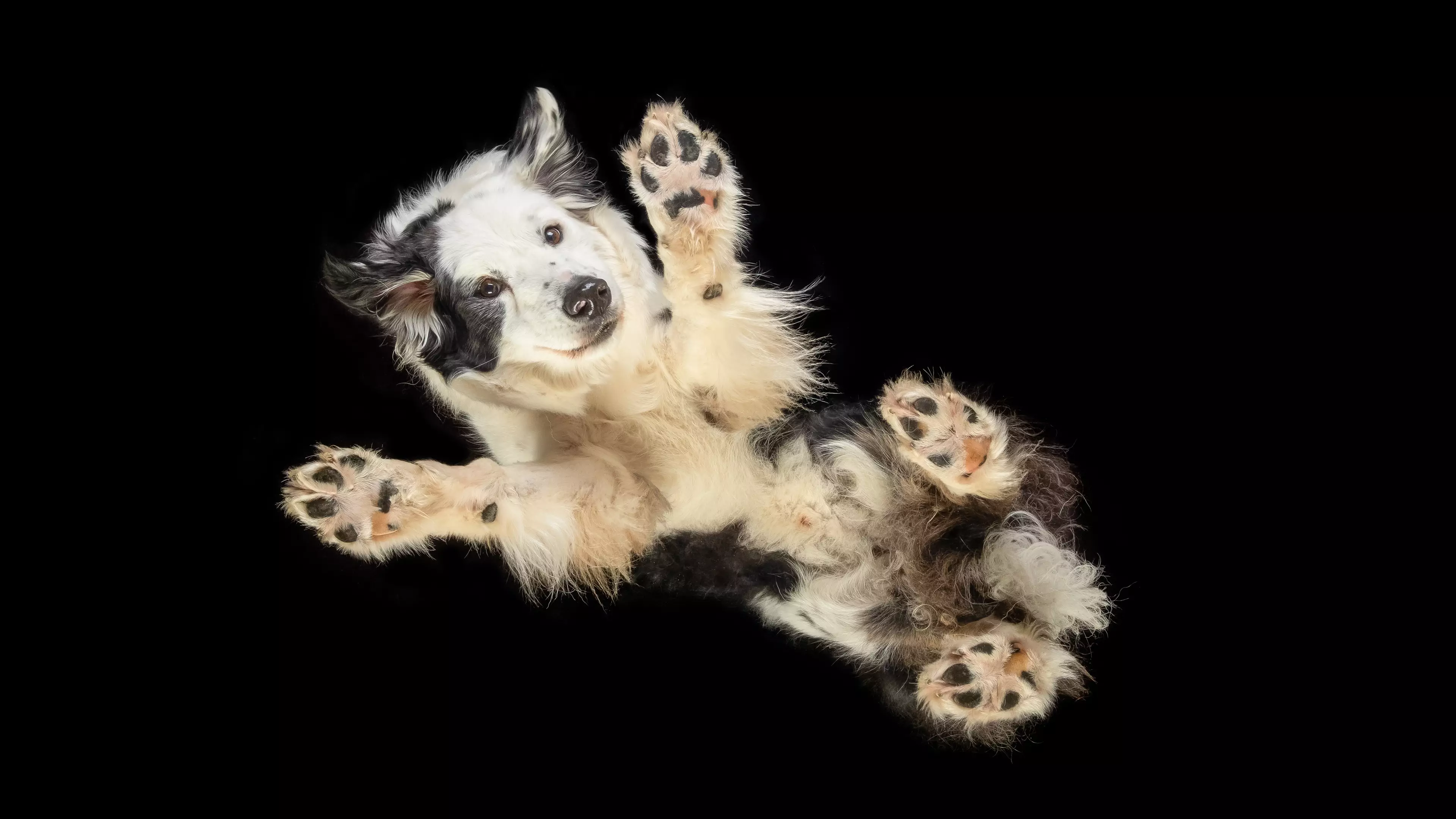 Pet Photographer Captures Dogs Flying Through The Air 