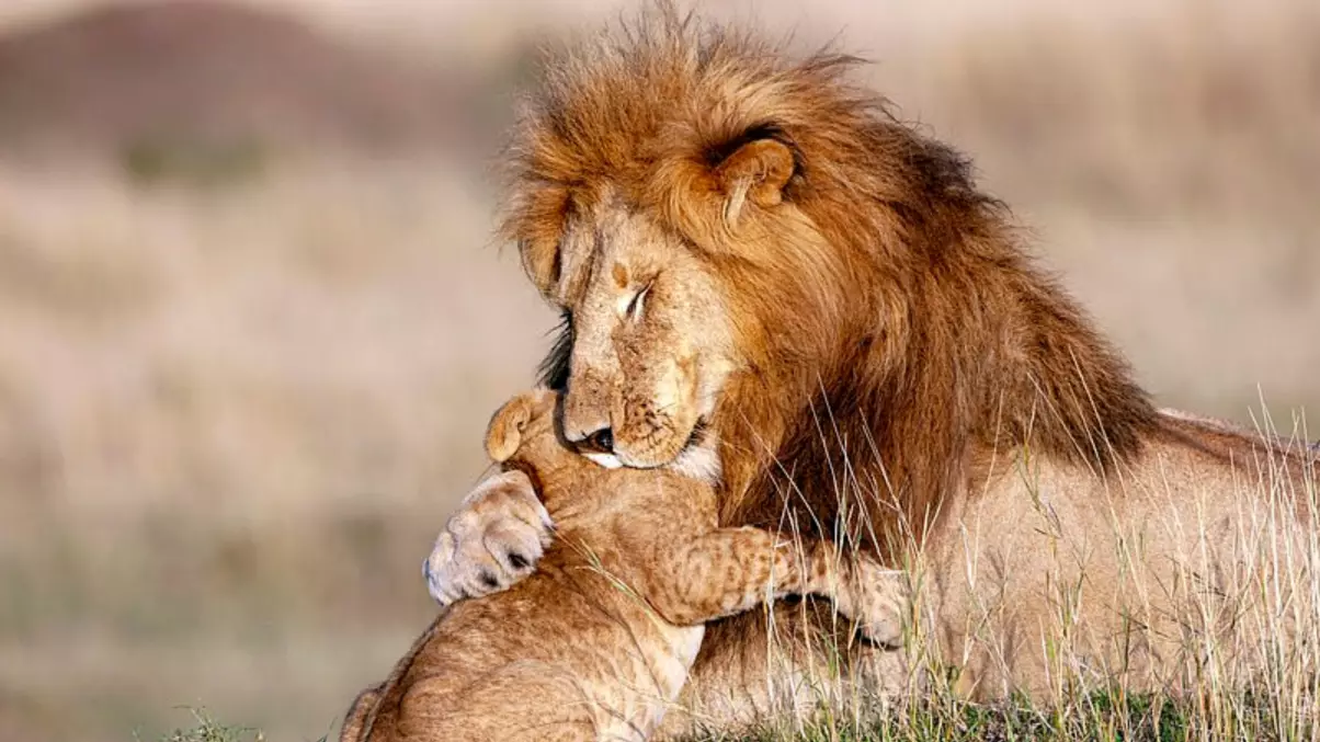 Lion Hugs Its Cub In Adorable Real Life Lion King Mufasa And Simba Moment
