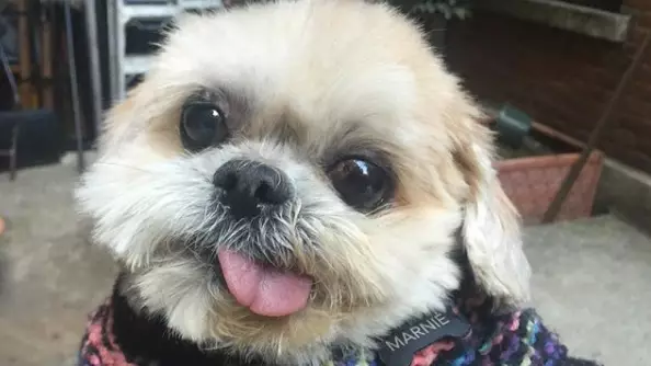 Marnie The Dog Dies Aged 18, Owners Confirm