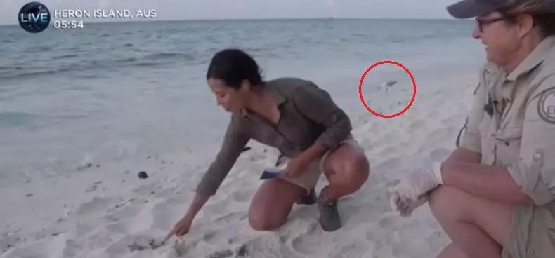The seagull was behind Liz as it took a baby turtle into its mouth.