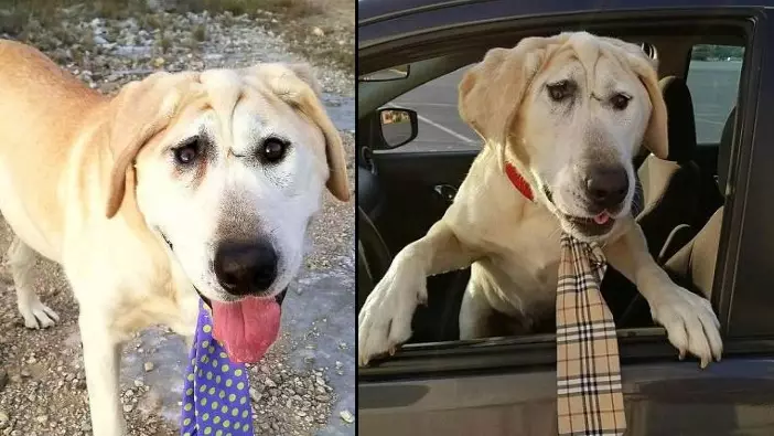 Dog Born With Facial Deformity Is Rescued After Five Years Of Neglect 