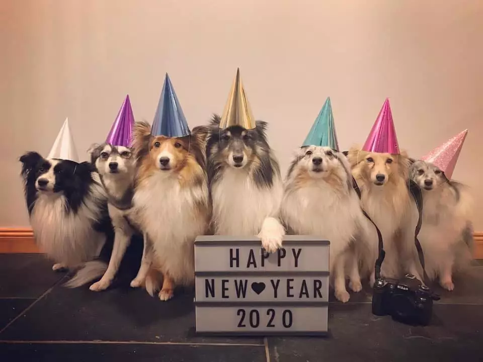 Kaylee snapped her dogs seeing in the new year in style (