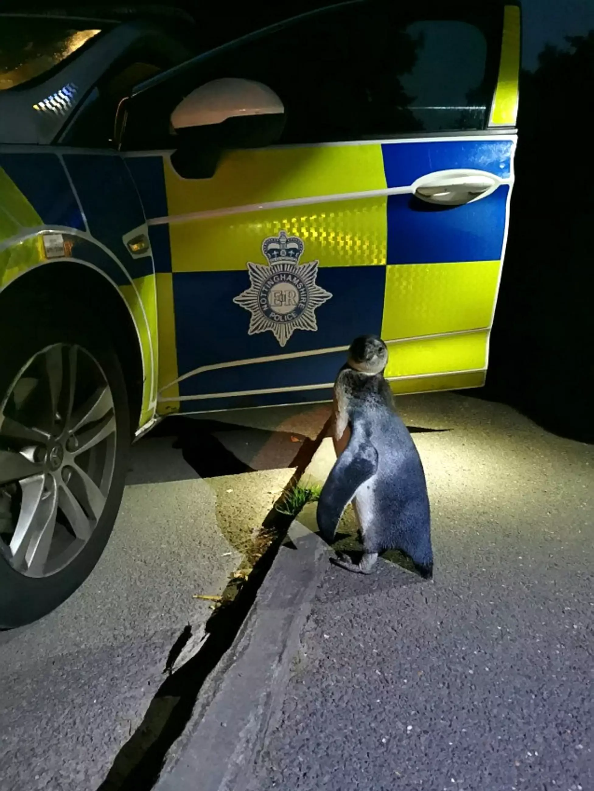 Nottingham Police were shocked when they came across a penguin.