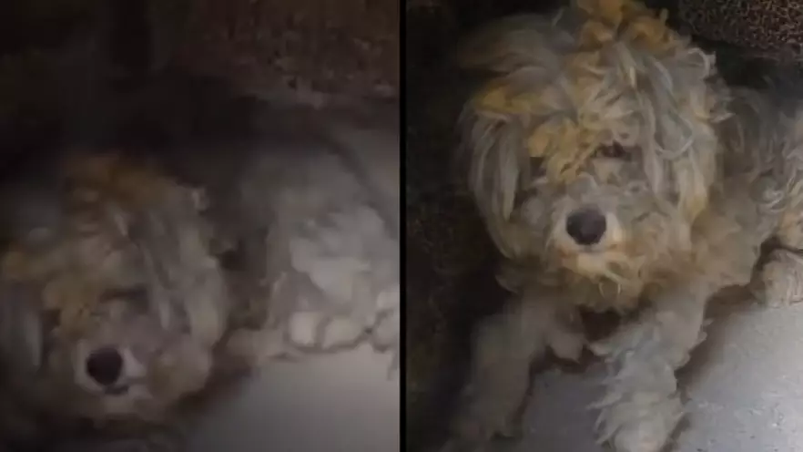 Incredible Moment Burnt And Hungry Dog Is Found Hiding In Oven To Escape Raging Wildfires