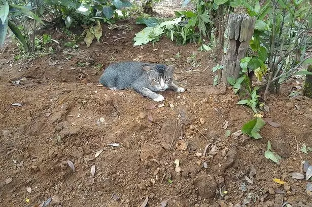 Mourning Cat Spends An Entire Year By Dead Owner's Grave Stone