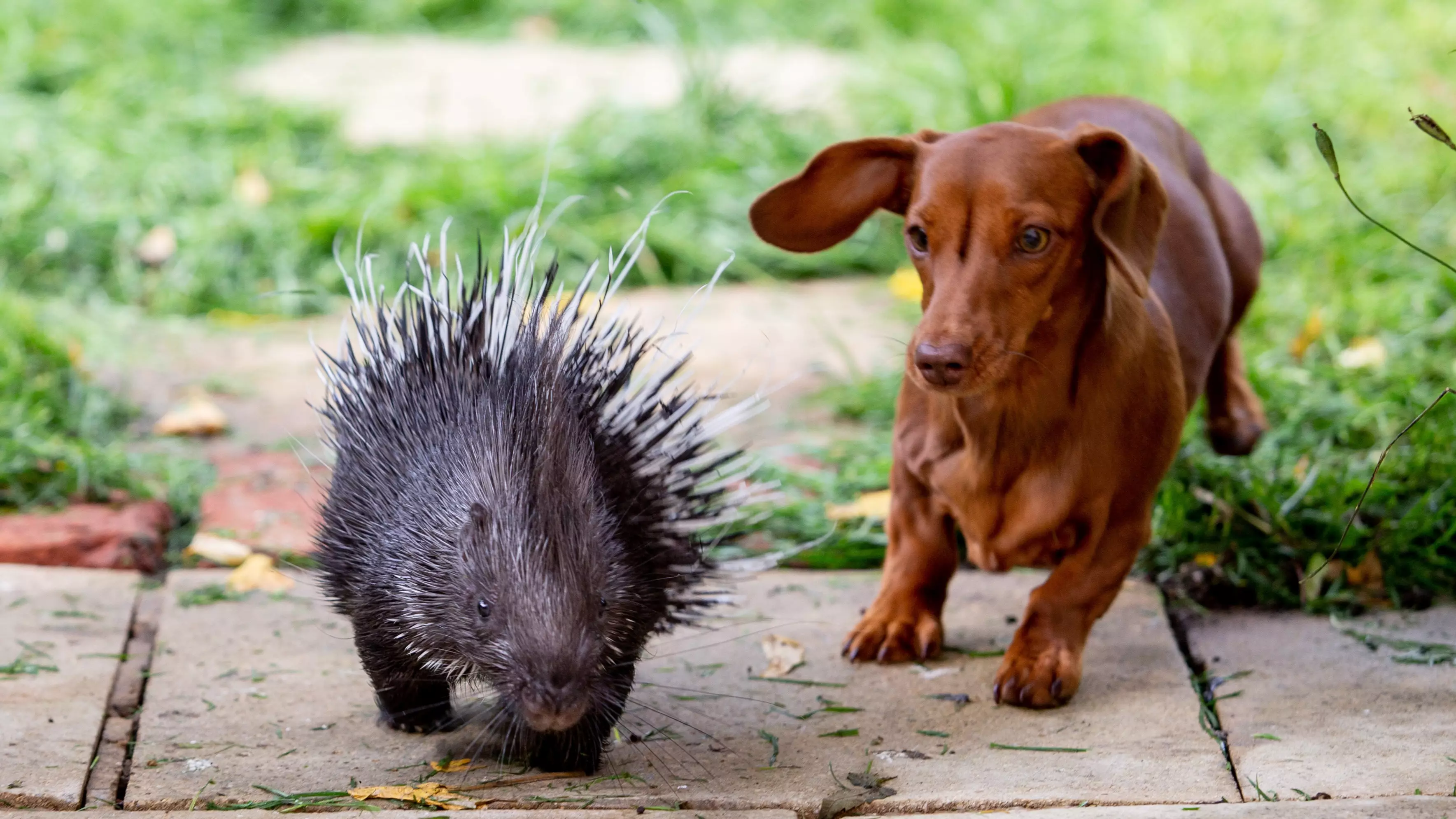 A Baby Porcupine Has Become Best Friends With A Zookeeper's Pet Sausage Dog