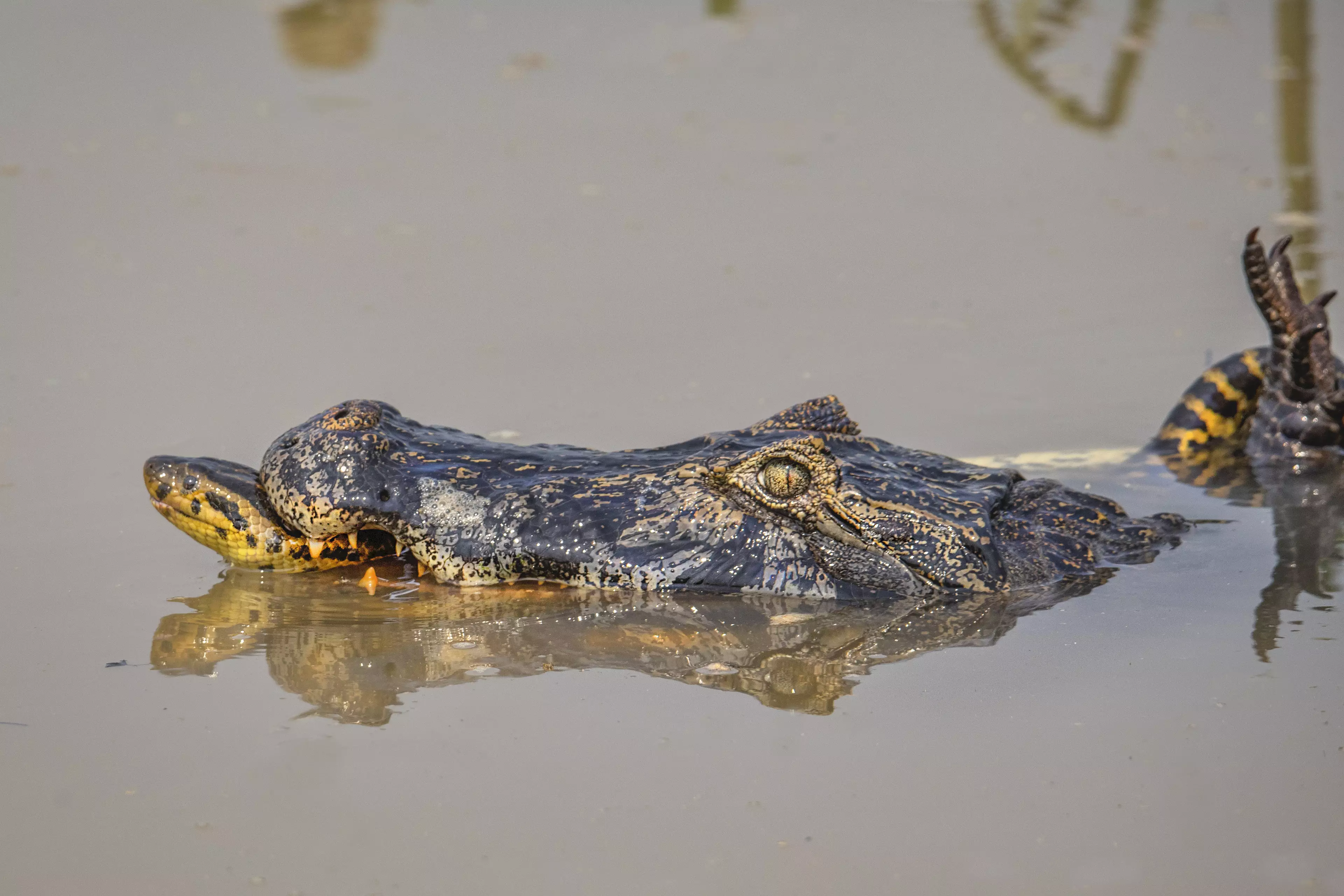 An anaconda and a caiman fought to the death in Brazil.