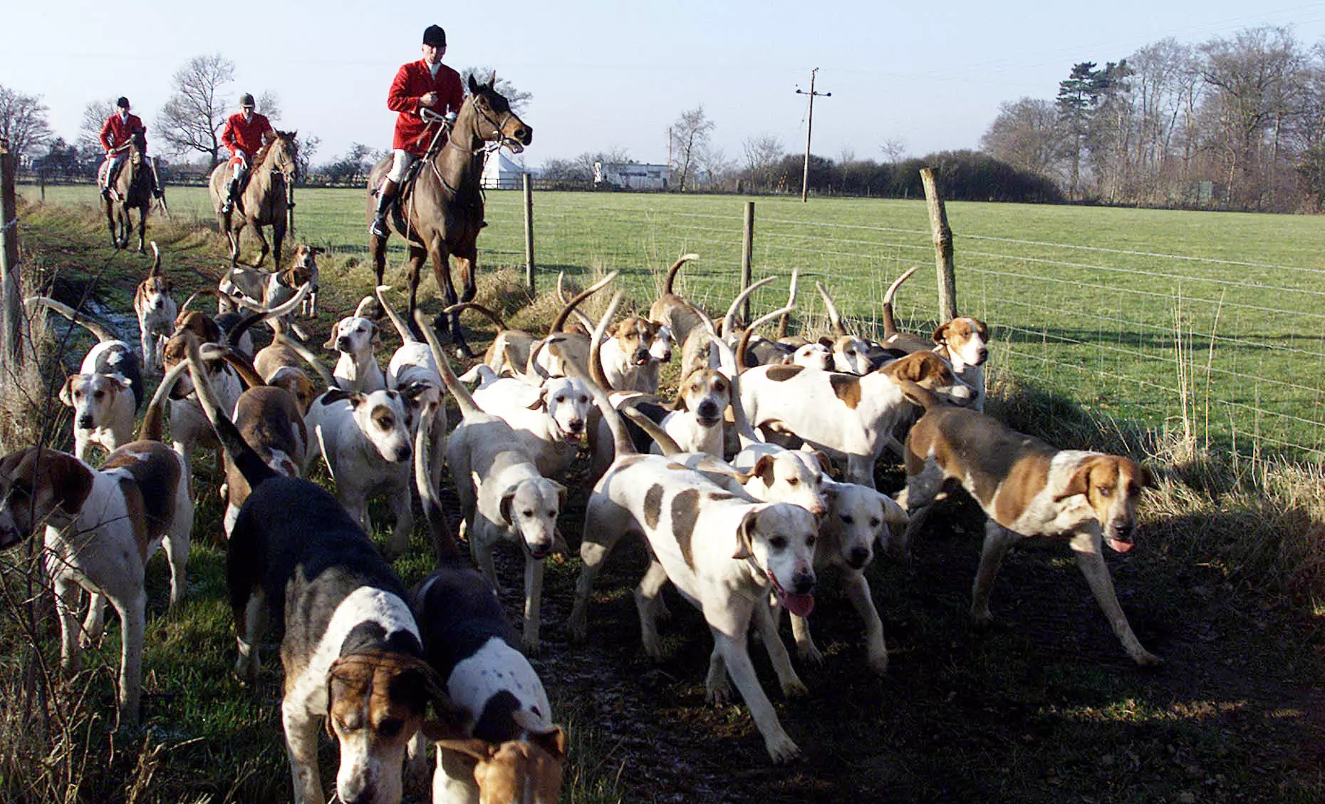 A stock image of a hunt.