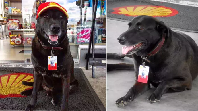 Abandoned Dog Lands Himself A Job At A Petrol Station