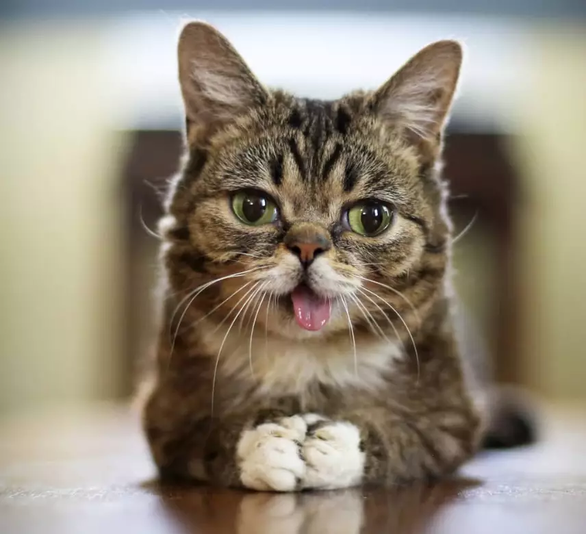 Lil Bub's distinctive appearance made her famous on social media.