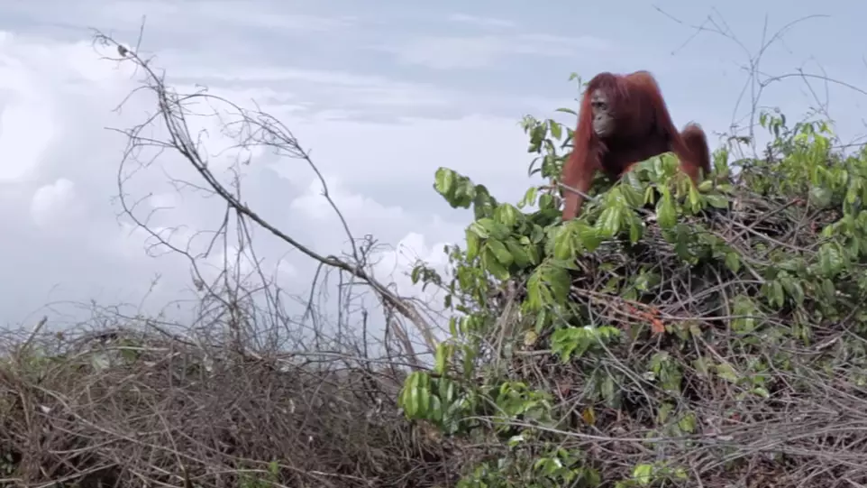 'A Life On Our Planet' Viewers In Tears Over Heartbreaking Clip Of Orangutans Left Homeless Following Deforestation
