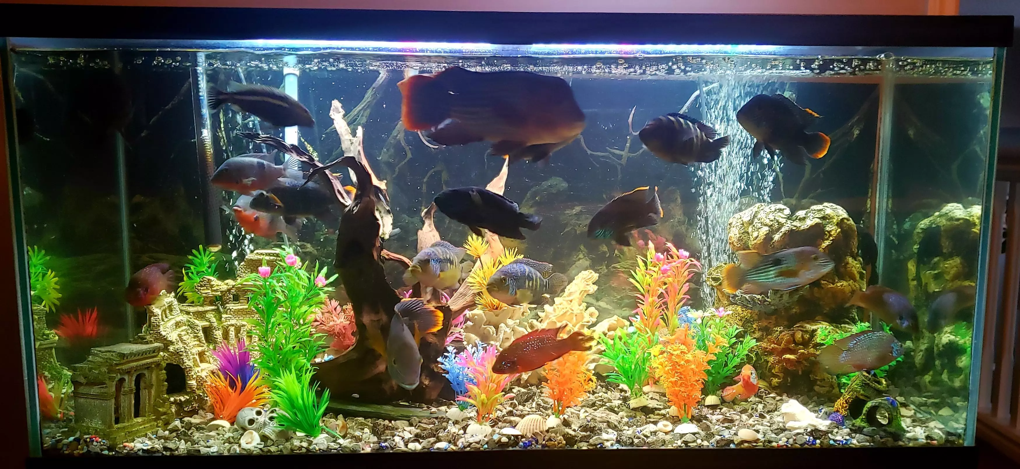 The fish tank... without Jaden.