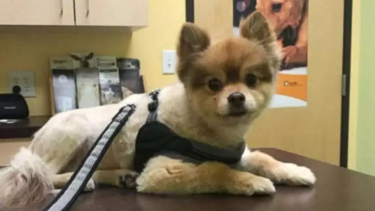 Beloved Pet Dog Dies Waiting For Connecting Flight In The US