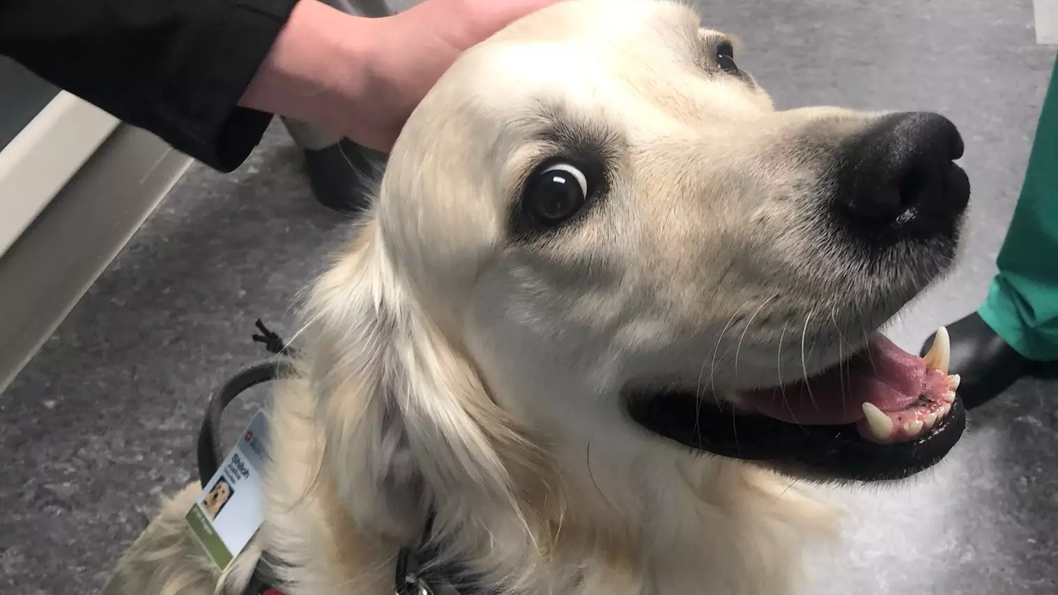Hospital Hires Comfort Dog As Employee To 'Greet' Patients