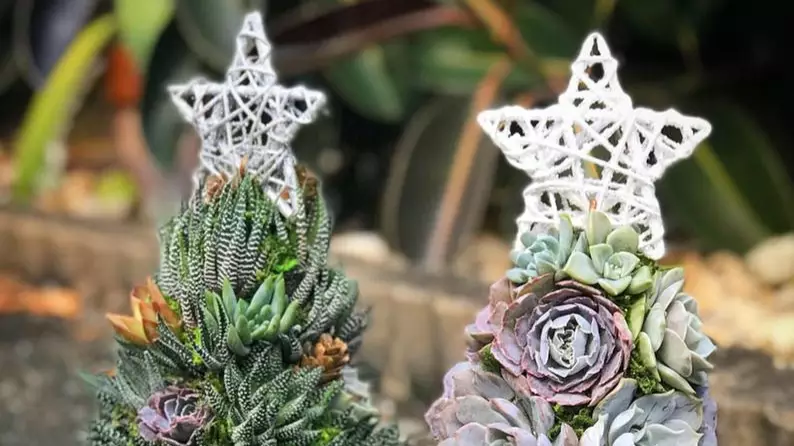 People Are Making Christmas Trees Out Of Succulent Plants