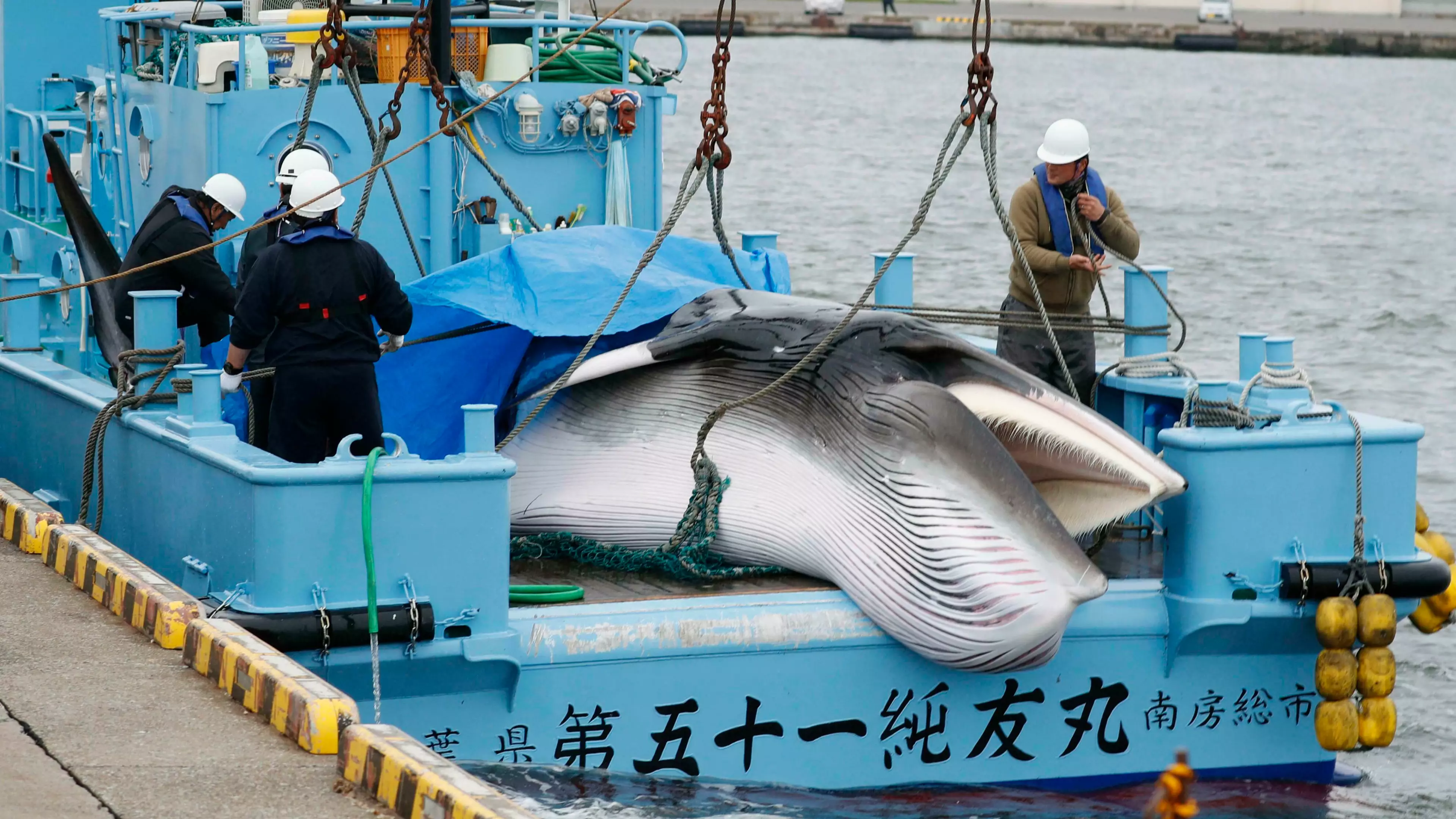 Japan Resumes Commercial Whaling After A 31-Year Break