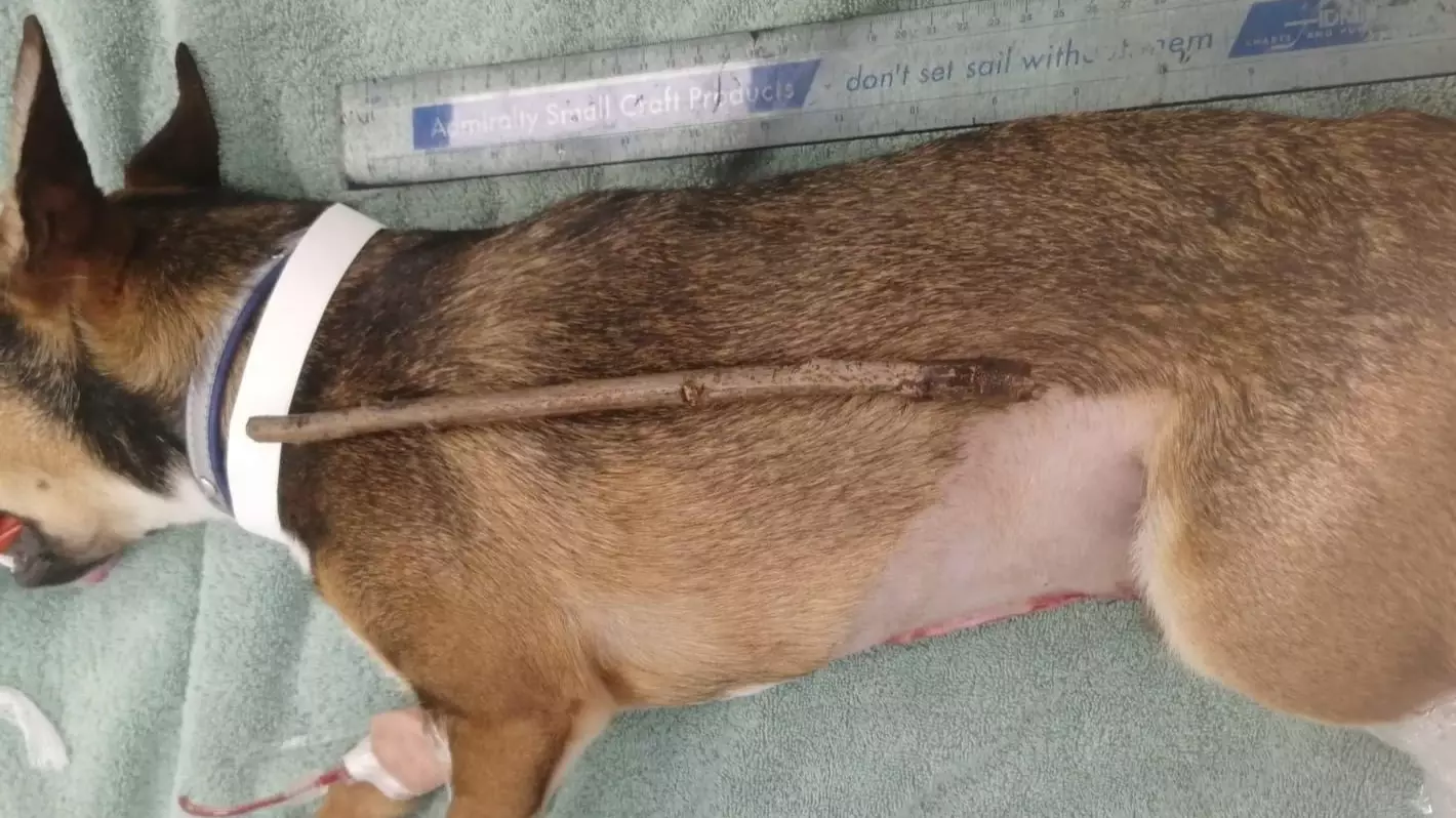 Animal Charity PDSA Issues Warning After Dog Swallows 10-inch Stick